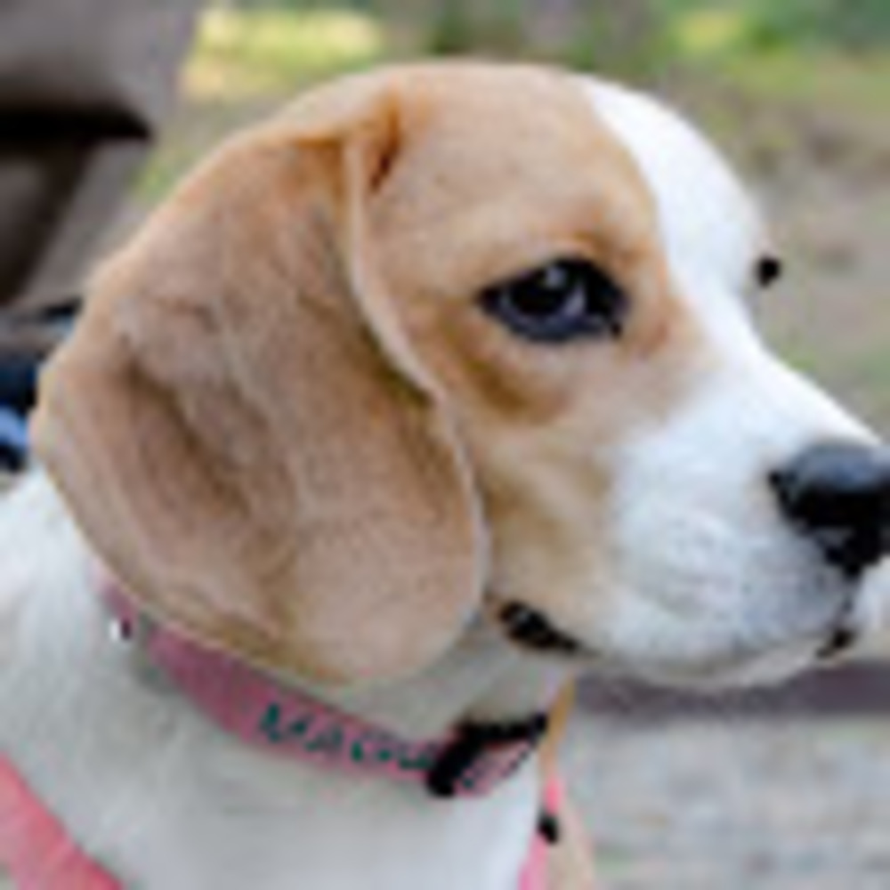 Meet your Posher, Layla